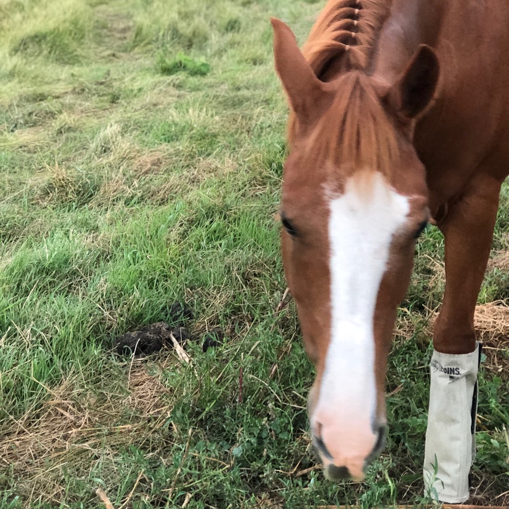 Meet your Posher, Sunny